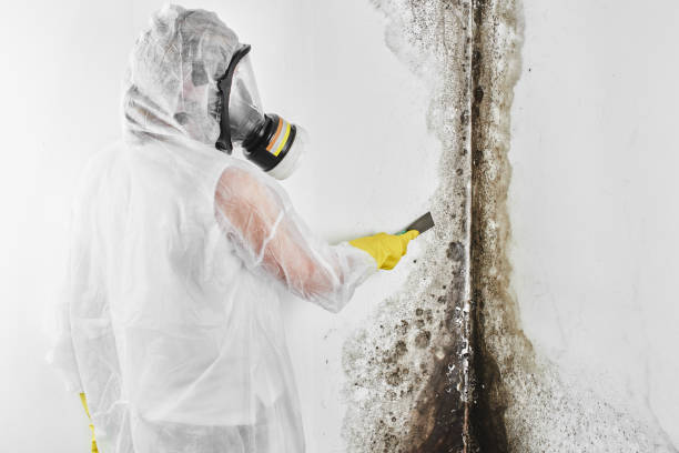 Best Professional Mold Removal  in Hebron, MD