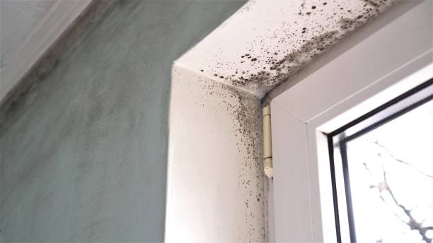 Best Same-Day Mold Removal  in Hebron, MD