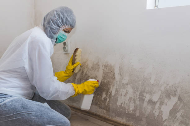 Best Commercial Mold Removal  in Hebron, MD
