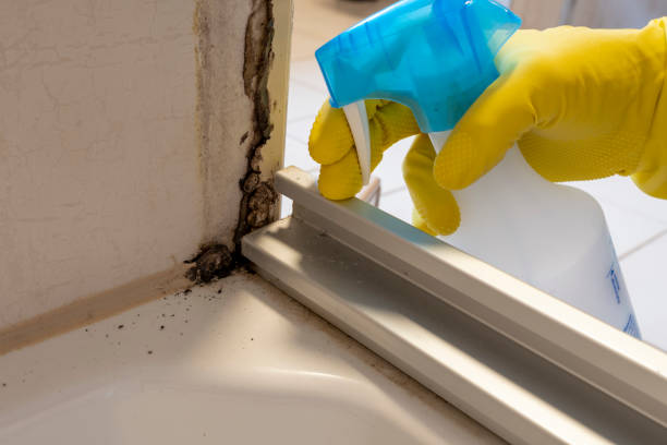 Best Emergency Mold Removal  in Hebron, MD