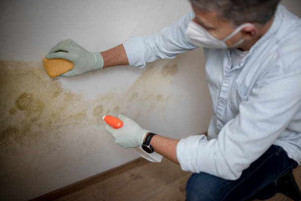 Best Attic Mold Removal  in Hebron, MD