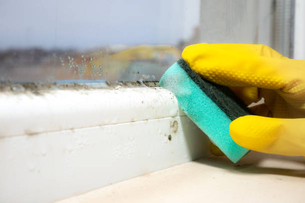 Best Best Mold Removal Companies  in Hebron, MD