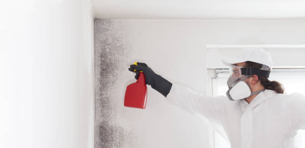 Best Residential Mold Removal  in Hebron, MD