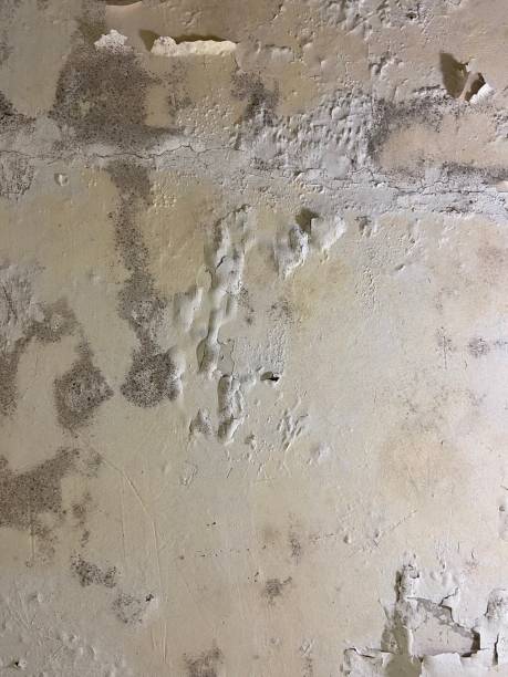 Best Office Mold Removal Services  in Hebron, MD