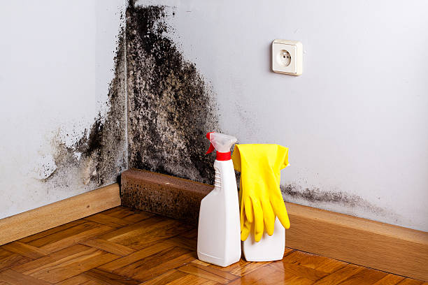 Home Mold Removal in Hebron, MD